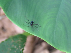 Acanthocephalini