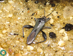 Grammopoecilus