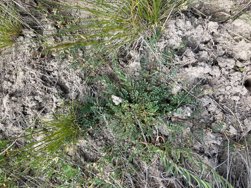 lemmon's milkvetch (Astragalus lemmonii)