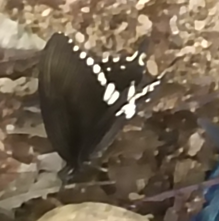 Common Mormon