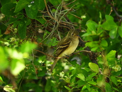 Empidonax virescens