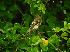 Empidonax virescens