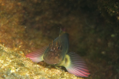 Black blenny (Ophioblennius atlanticus) — Blenniidae — 3