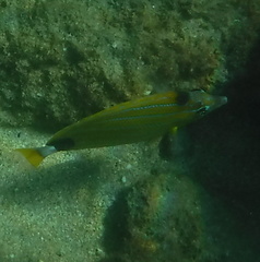 Chaetodon fremblii