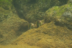 Ophioblennius atlanticus