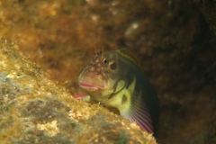 Ophioblennius atlanticus