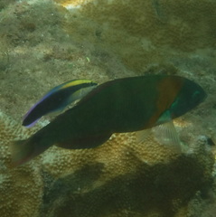 Labroides phthirophagus