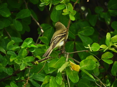 Empidonax virescens