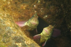 Ophioblennius atlanticus