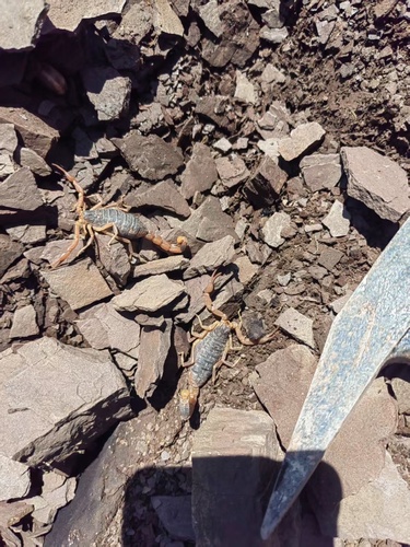 Chinese Scorpion