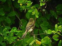 Empidonax virescens