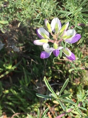 Lupinus