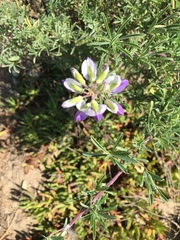 Lupinus