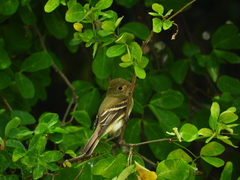 Empidonax virescens