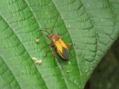 Laminiceps fenestratus