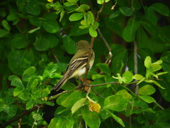 Empidonax virescens