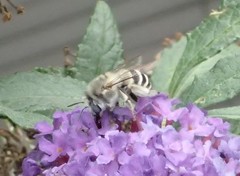 Anthophora urbana