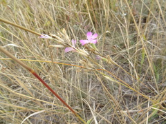 Dianthus polymorphus
