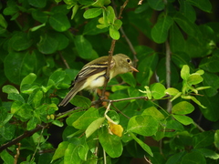 Empidonax virescens