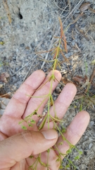 Trichostema setaceum