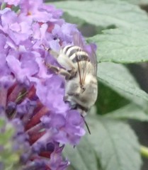 Anthophora urbana