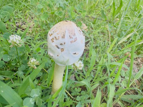Chlorophyllum molybdites