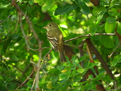 Empidonax virescens