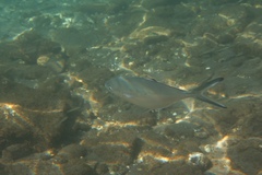 Trachinotus ovatus