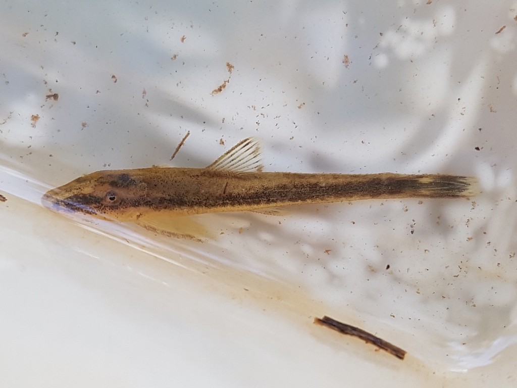 Hisonotus depressicauda