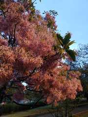 Chionanthus pubescens