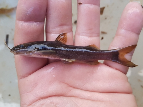 Ihering's dwarf catfish (Cetopsorhamdia iheringi) — Heptapteridae