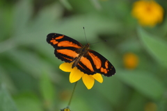 Castilia eranites
