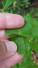 Ditrysinia fruticosa