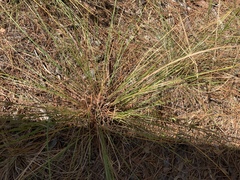 Piptochaetium avenaceum