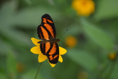 Castilia eranites