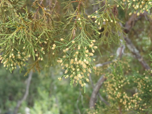 Image of Juniperus jaliscana by (c) Dante S. Figueroa, some rights reserved (CC BY-SA)