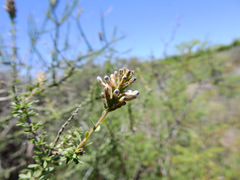 Mulguraea aspera