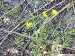 Grindelia pulchella