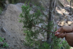 Juniperus jaliscana