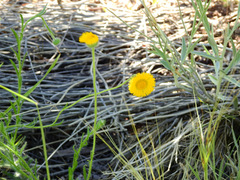 Hysterionica jasionoides