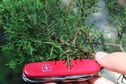 Image of Juniperus jaliscana by (c) Dante S. Figueroa, some rights reserved (CC BY-SA)