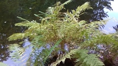 Athyrium filix-femina