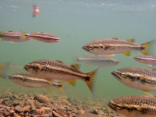 Mountain mullet (Agonostomus monticola) — Mugilidae