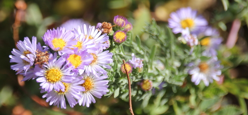 Image of Symphyotrichum defoliatum by (c) Millie Basden, some rights reserved (CC BY)