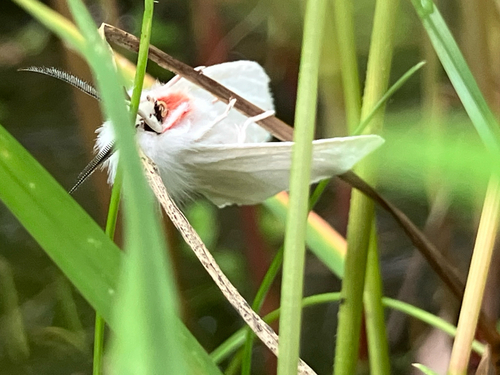 Pink-legged Tiger Moth photo 2