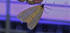 Setina irrorella