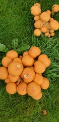 Gymnopilus junonius