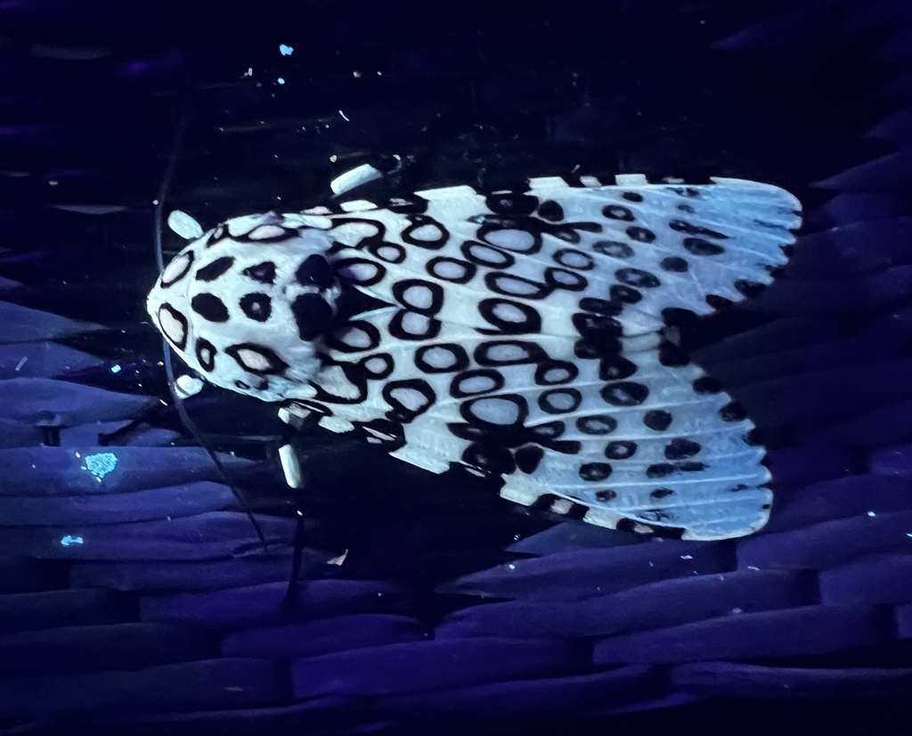Giant Leopard Moth