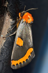 Chrysoecia morga