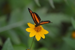 Castilia eranites